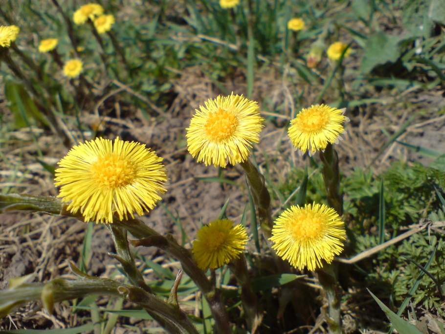 Мать-и-мачеха лечебные