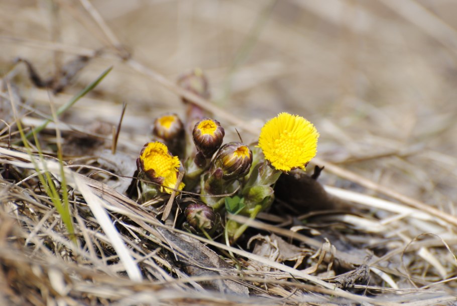 Мать-и-мачеха обыкновенная