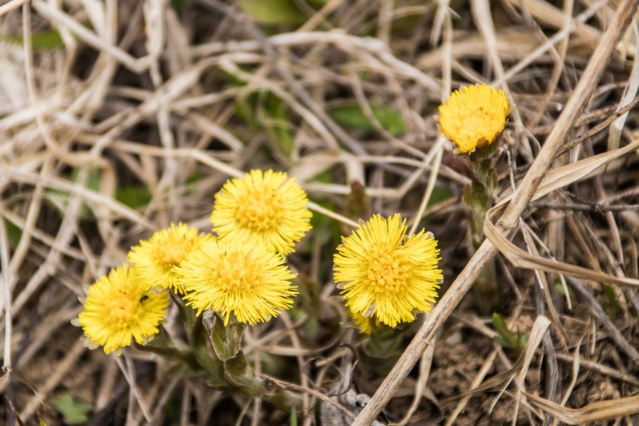 Цветочная Поляна Подснежник мать и мачеха