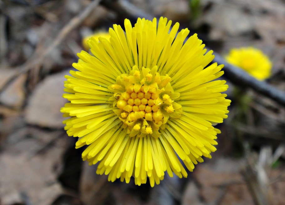 Мать и мачеха цветок