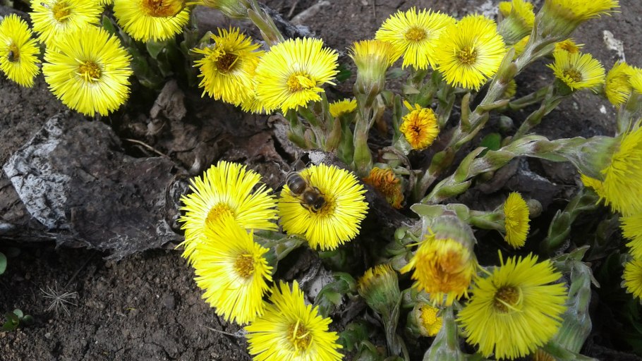 Фитал 2 мать и мачеха