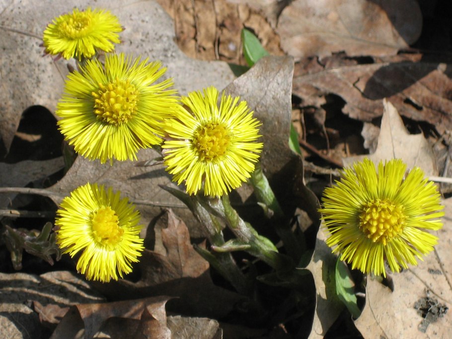 Мать-и-мачеха сорные растения