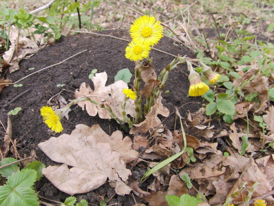 Мать-и-мачеха лечебные