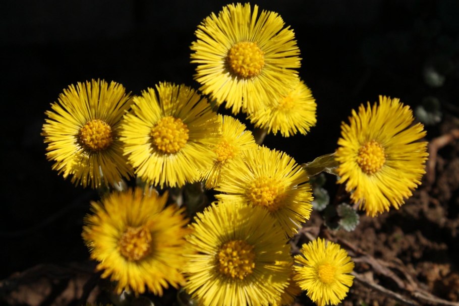 Мать и мачеха фотографии цветы