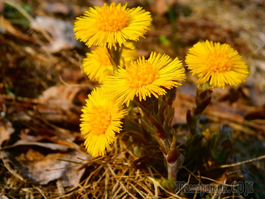 Пыльца мать и мачехи