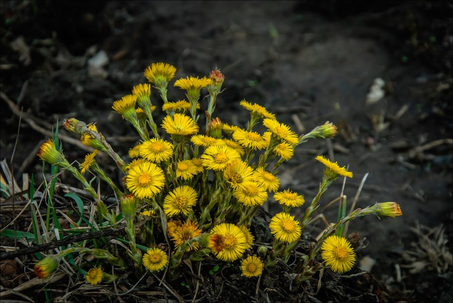 Как выглядит растение мать и мачеха
