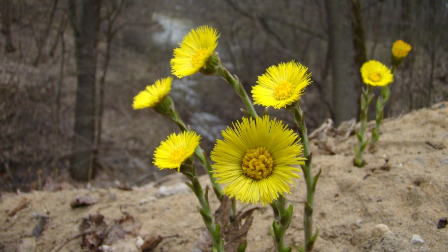 Мать-и-мачеха обыкновенная