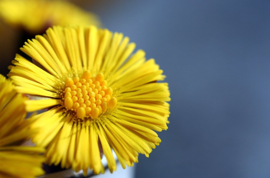 Мать-и-мачеха (мать-и-мачеха)