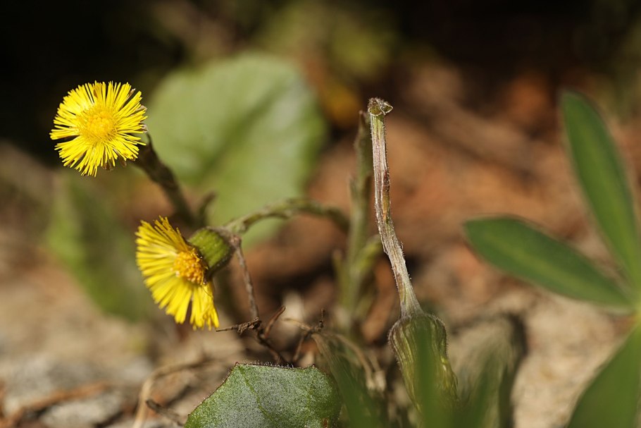 Мать-и-мачеха (мать-и-мачеха)