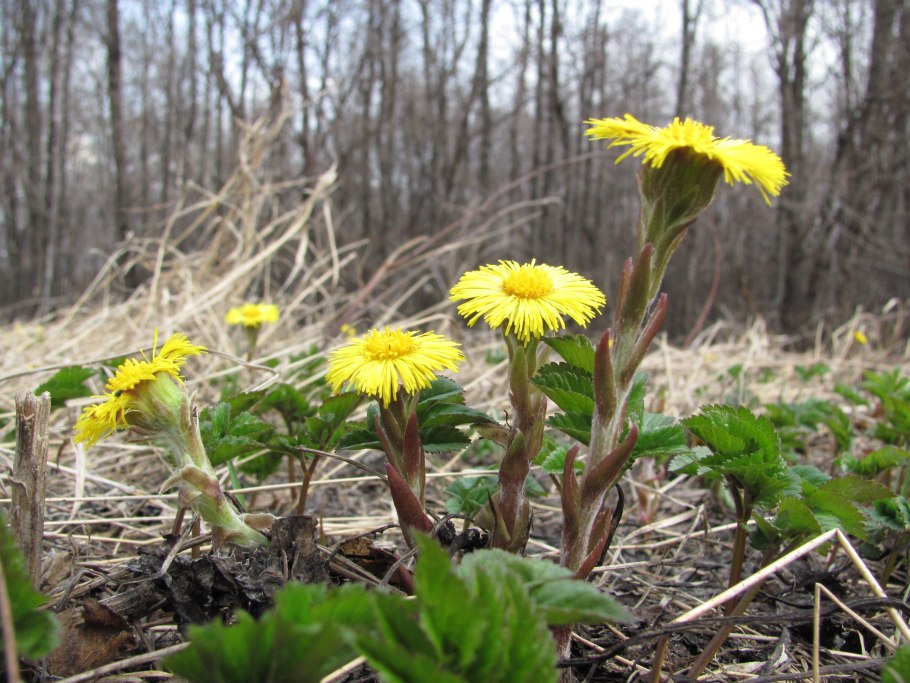 Мать и мачеха цветок