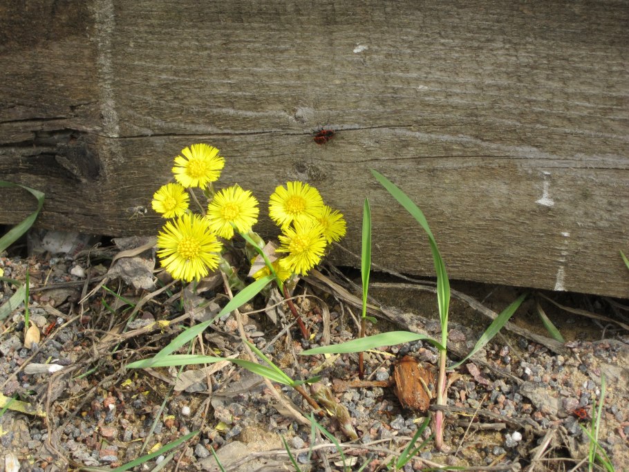 Мать и мачеха начало цветения