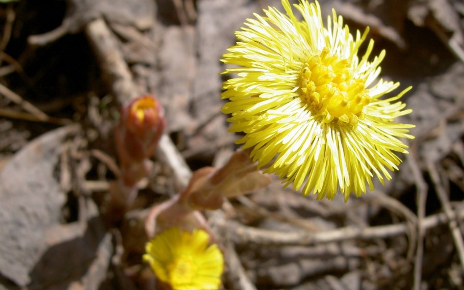 Мать и мачеха в Удмуртии