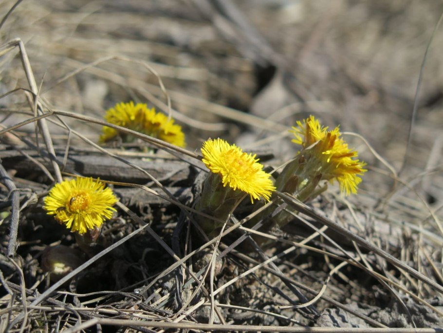 Цветок мать и мачеха