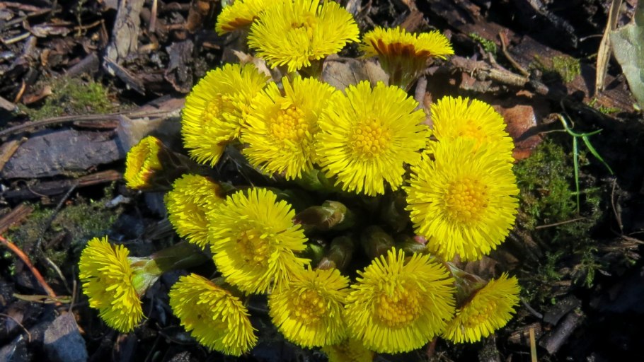 Мать и мачеха цветок в снегу