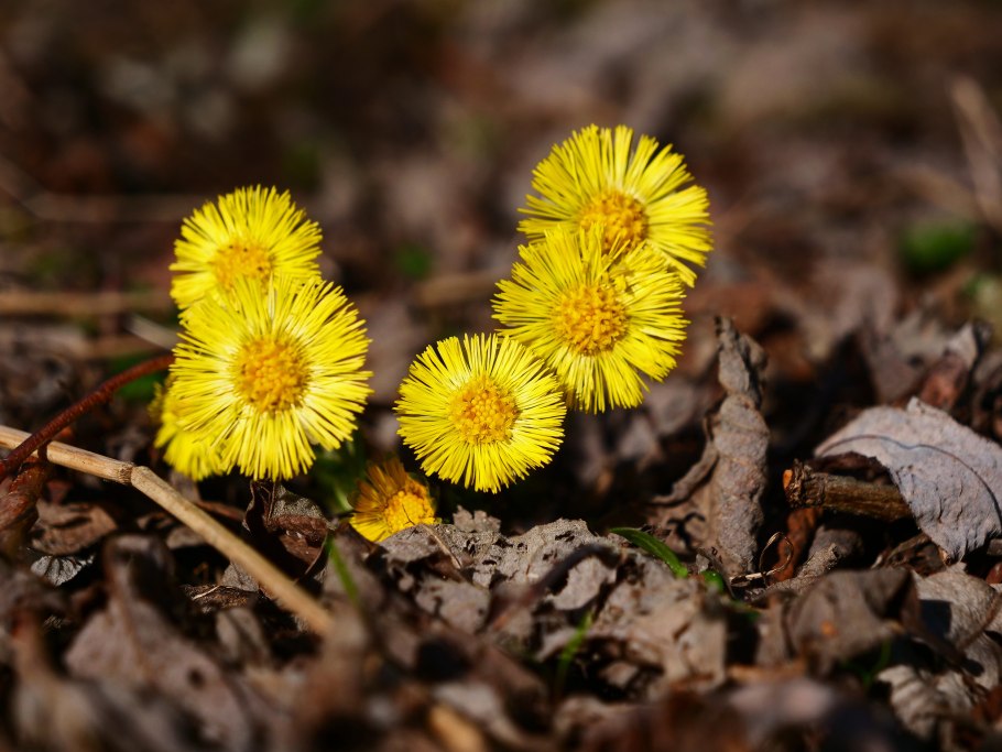Первоцветы мать-и-мачеха