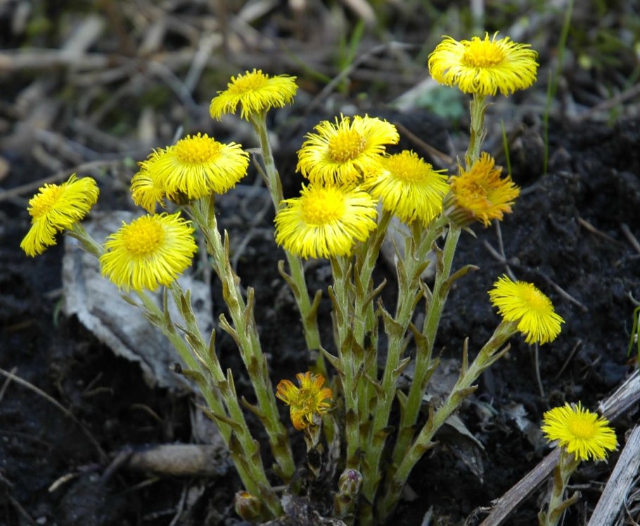 Зверобой мать и мачеха