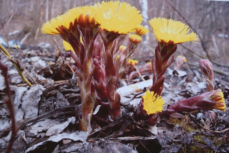Первоцветы мать и мачеха