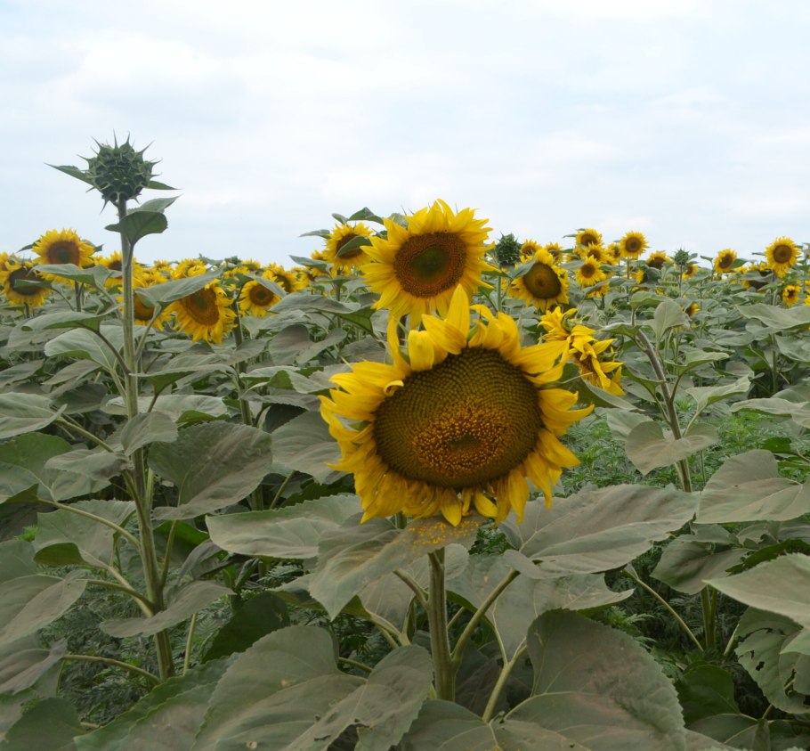 Подсолнух вырос