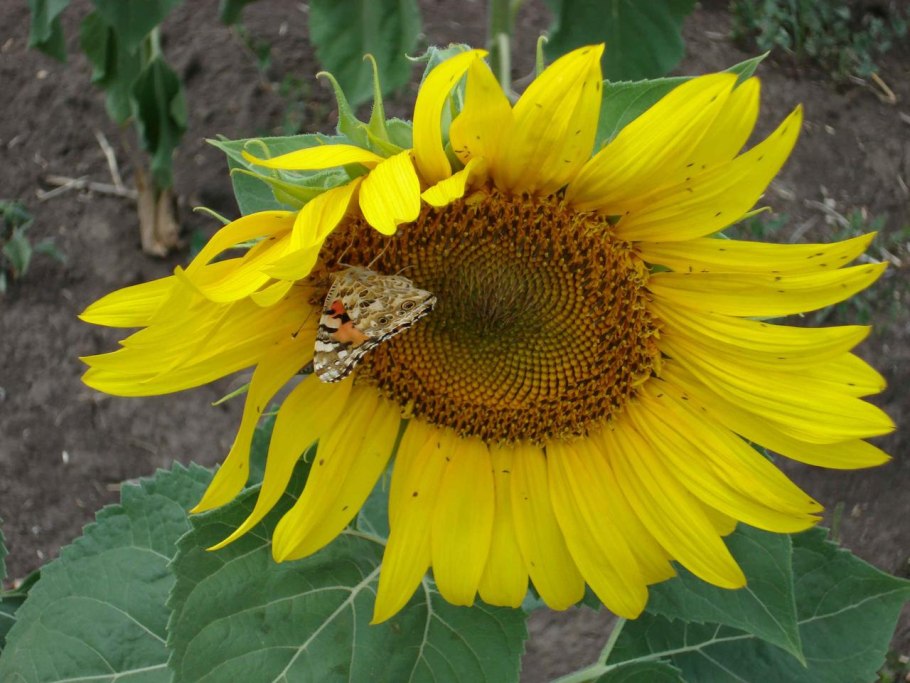 Подсолнухи много