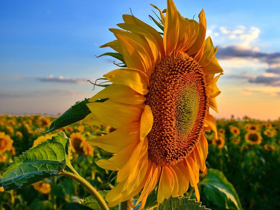 Картинку декоративного подсолнечника Берт