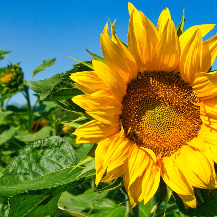 Подсолнечник однолетний Сириус