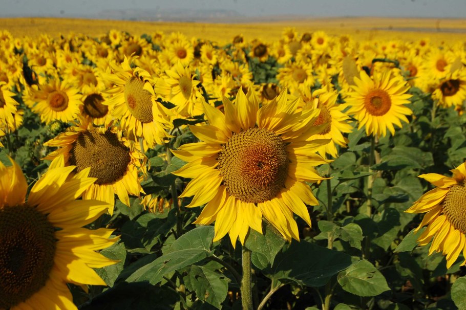 Культурное растение подсолнух