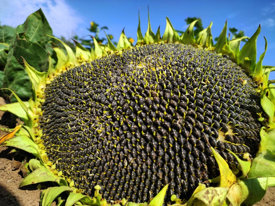 Sunflower Farmers