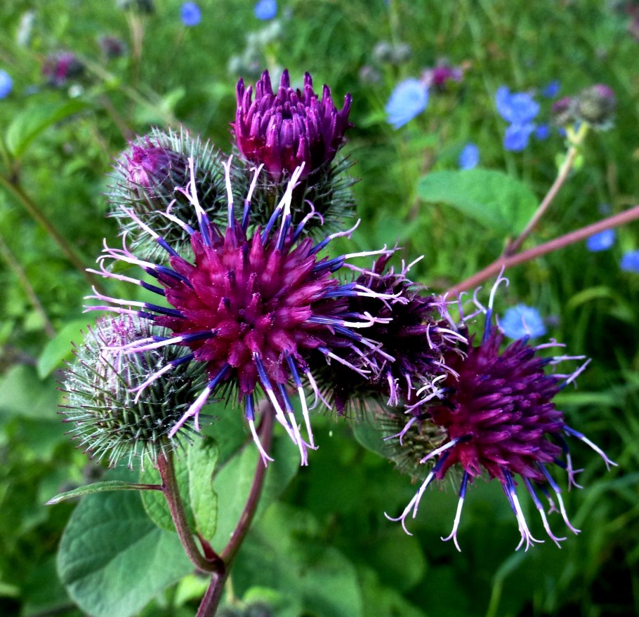 Лопух репейник