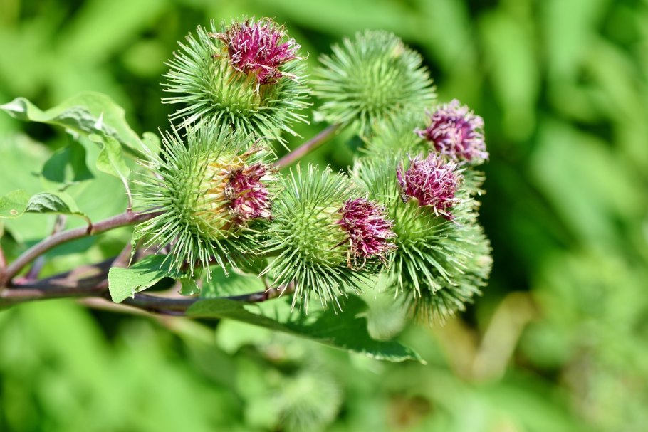 Лопух Arctium Lappa