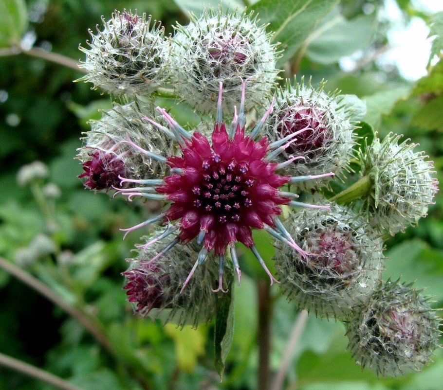 Огуречник трава лопух