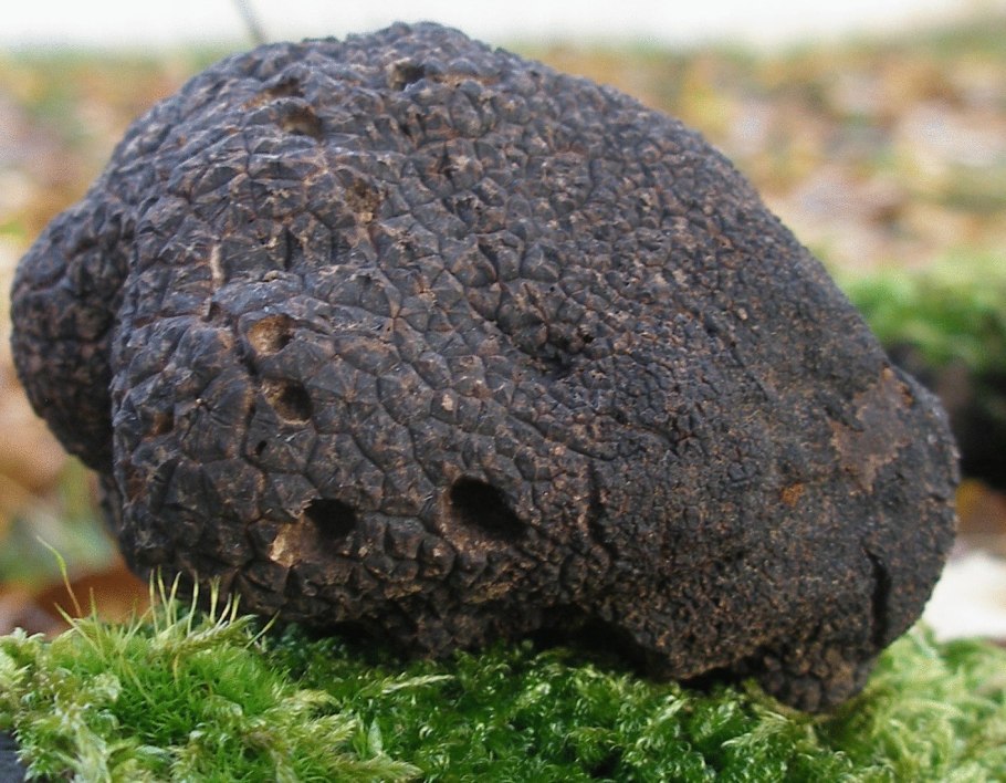 Трюфеля чёрного (Tuber melanosporum)