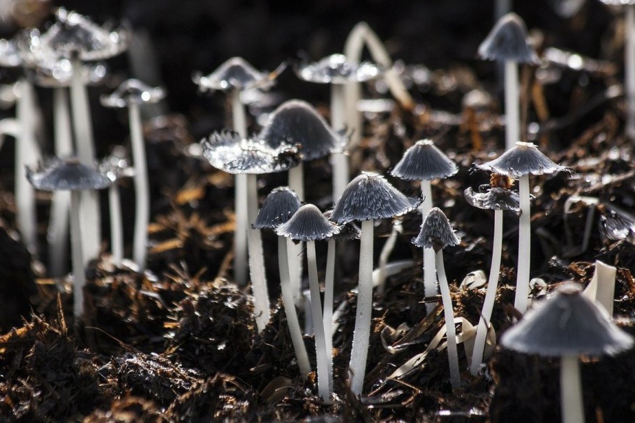 Трюфель чёрный летний (Tuber aestivum).