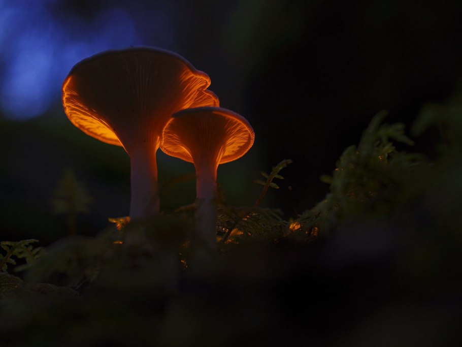 Навозник белый Coprinus comatus