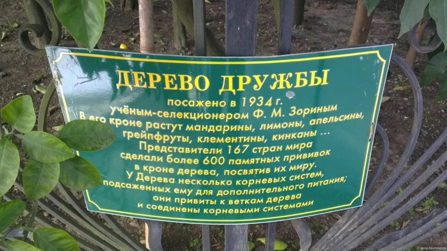 Сад музей дерево дружбы Сочи