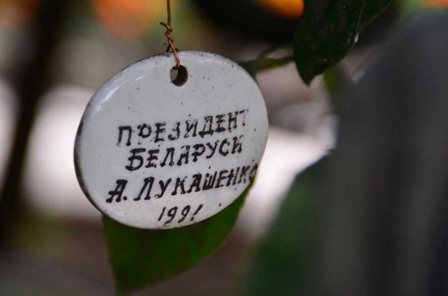 Дуриан цибетиновый