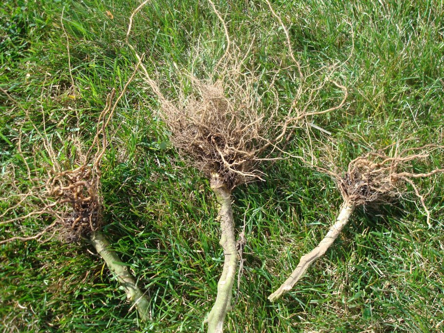 Корневая система акации белой