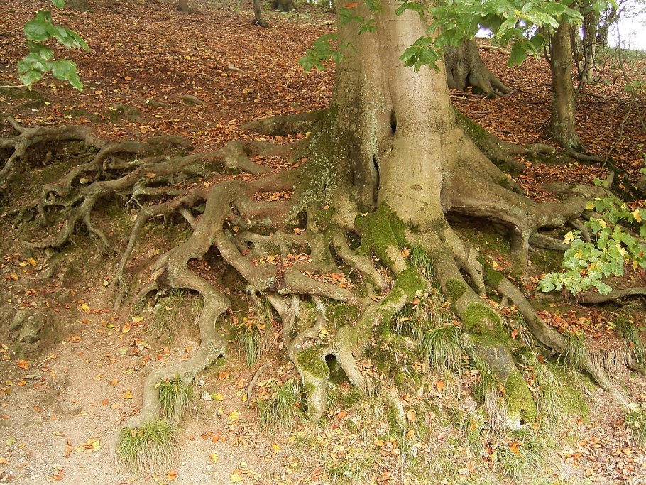 Граб Монументалис