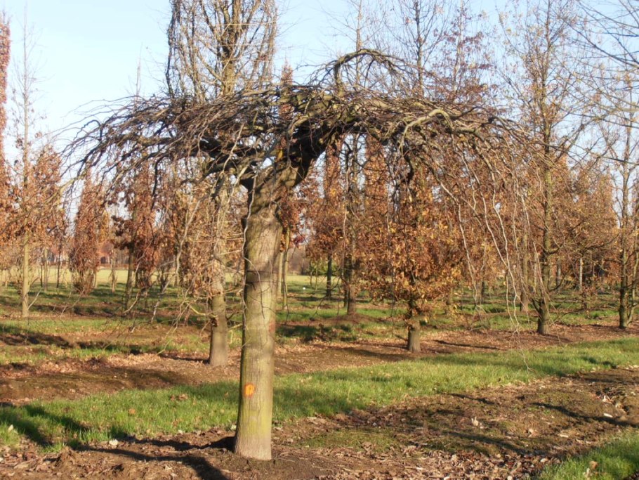 Зимовка хвойных бонсай