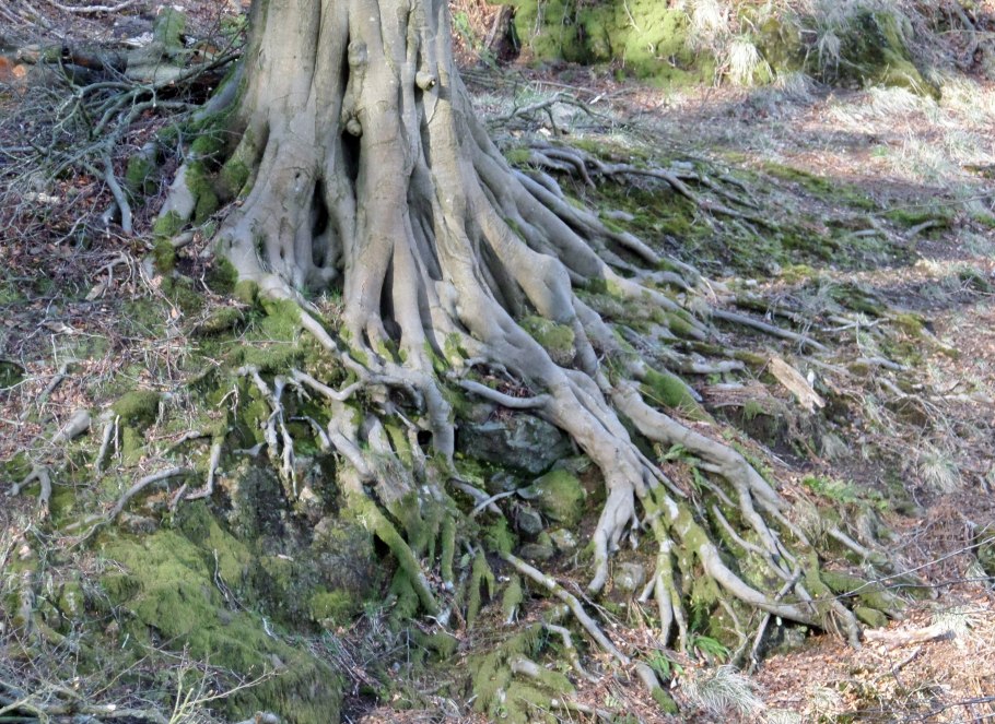 Бук крупнолистный дерево