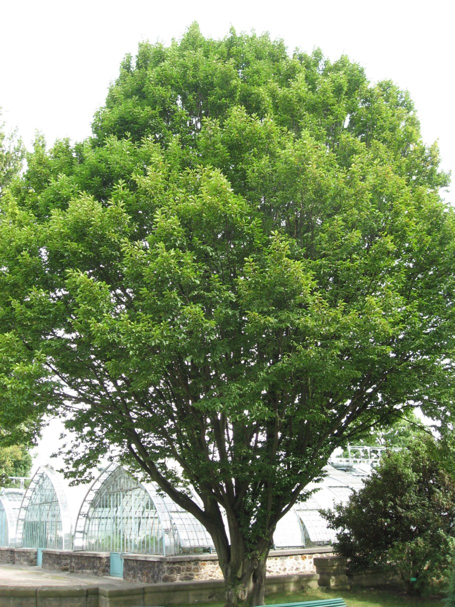 Carpinus betulus