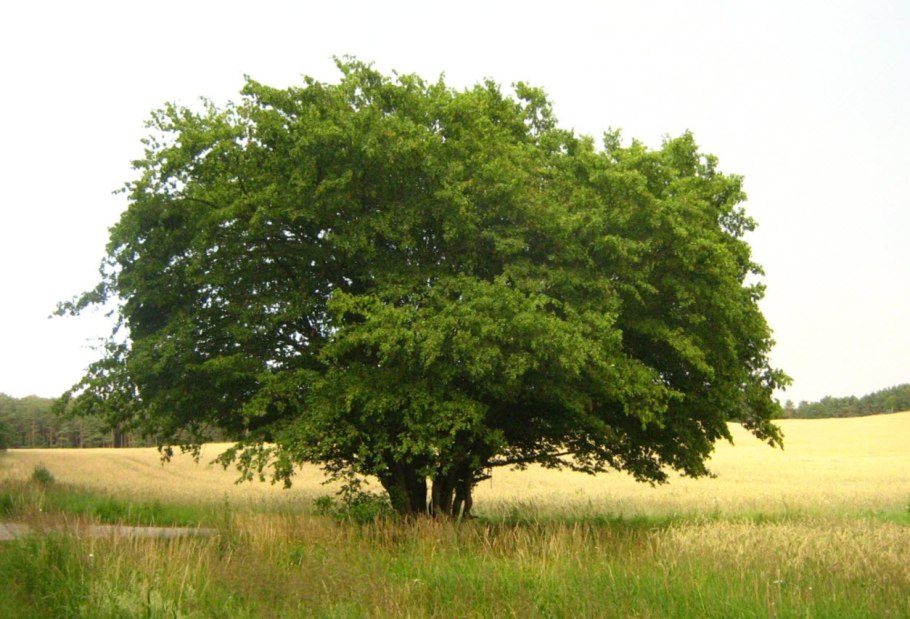 Граб обыкновенный Carpinus betulus