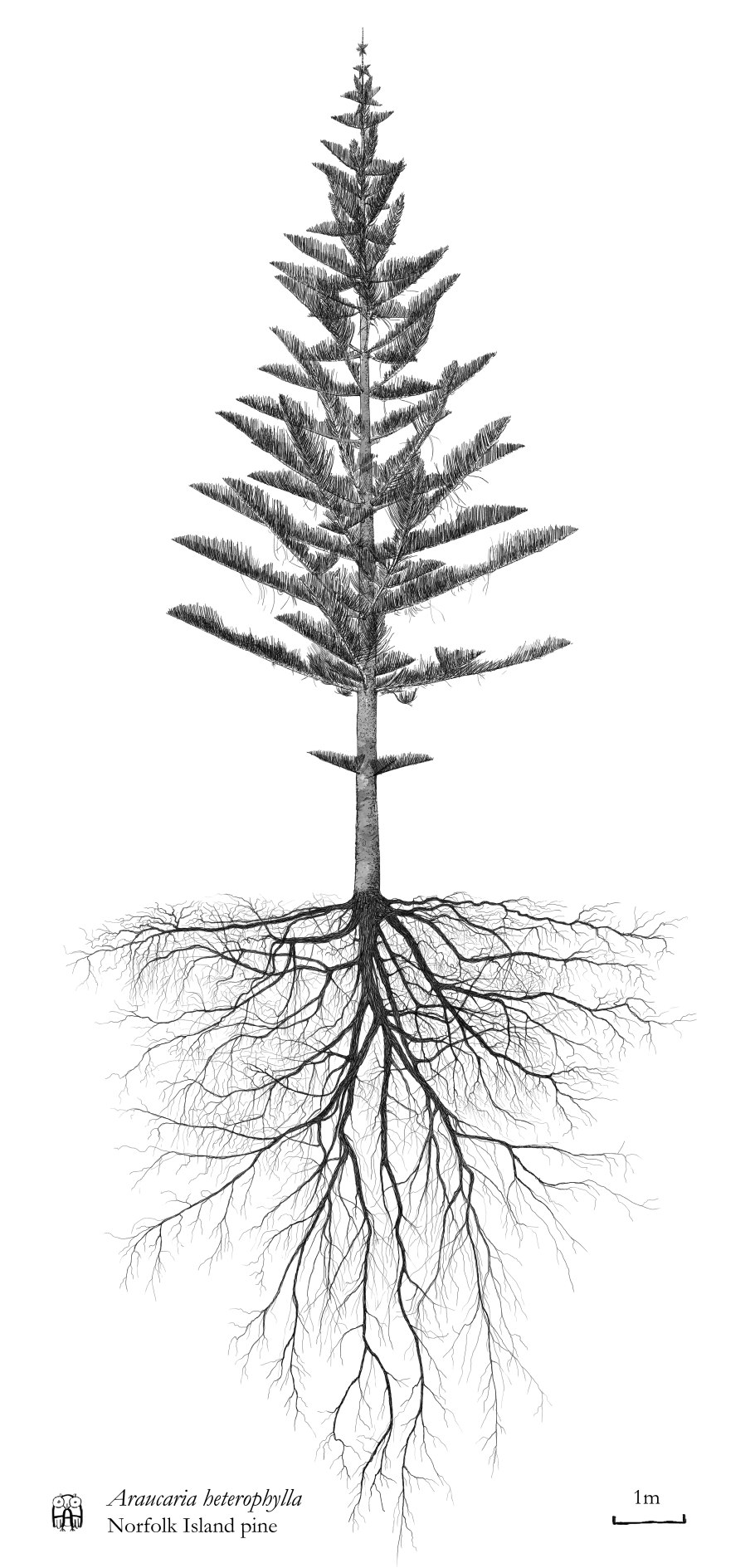 Корни граба