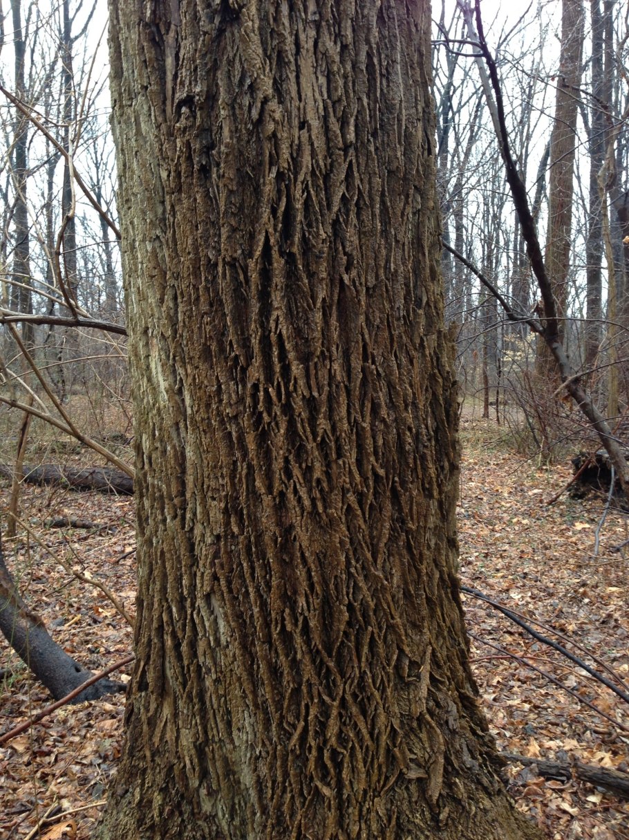 Корни граба