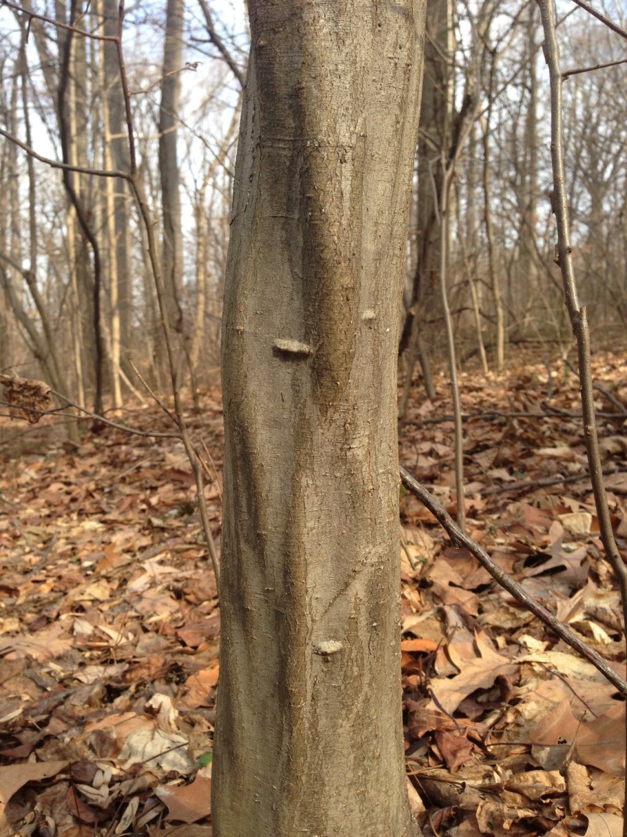 Обгрызли ствол яблони