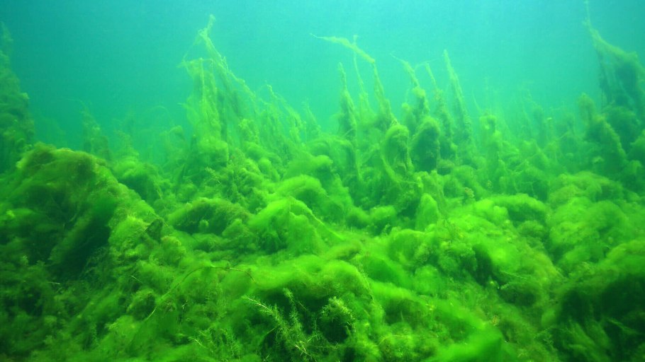 Нитчатая водоросль спирулина