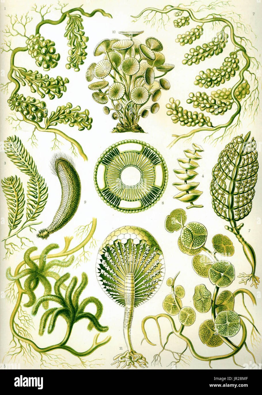 Эрнст геккель иллюстрации растений
