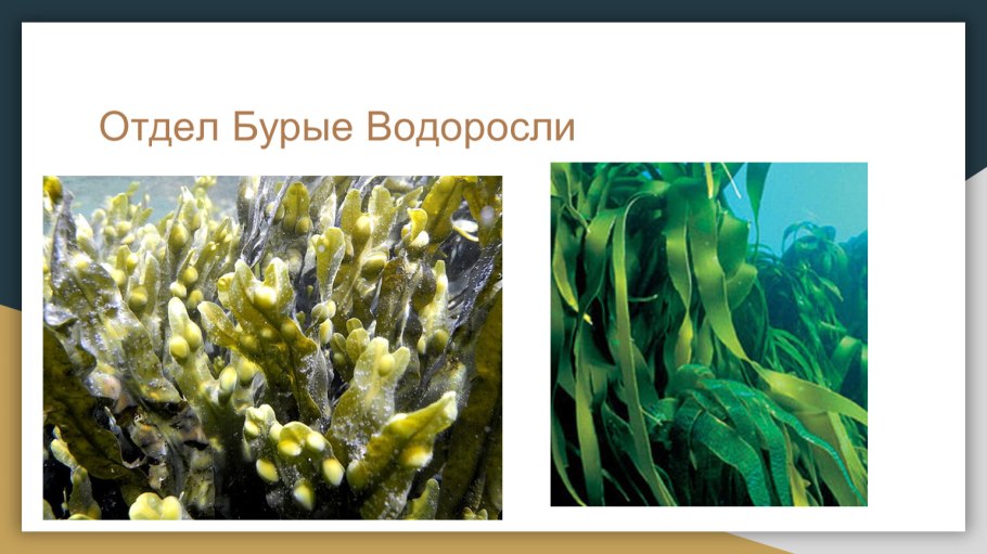 Пигменты бурых водорослей 7 класс