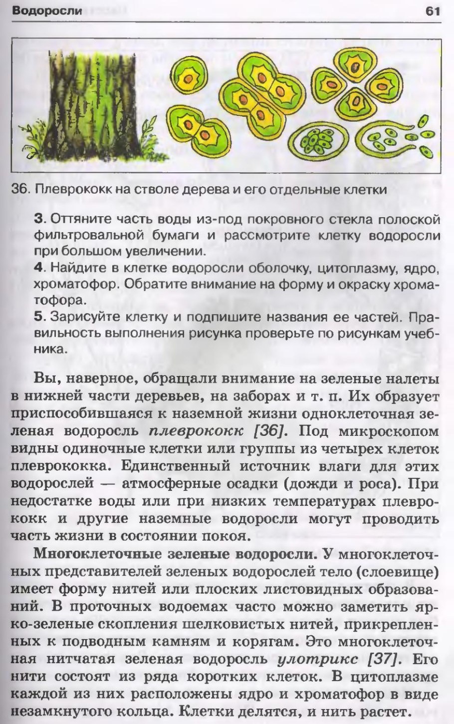 Водоросли самые древние растения учебник Пасечника учебник