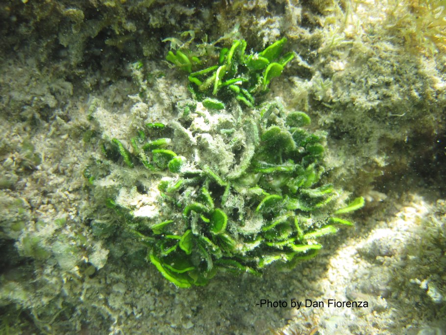 Каулерпа прорастающая