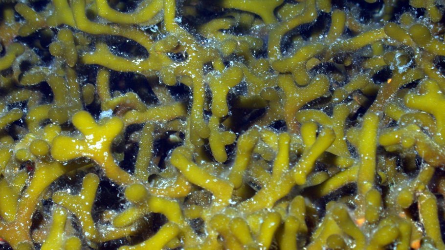 К низшим растениям относятся